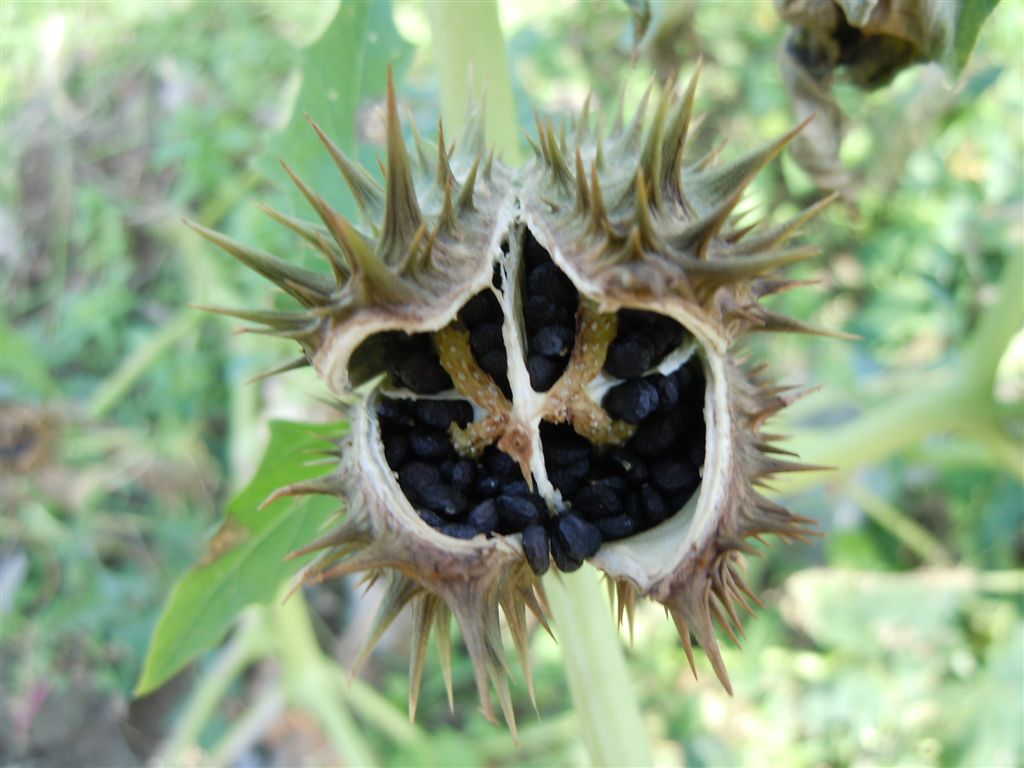 Frutti spinosi - Datura stramonium